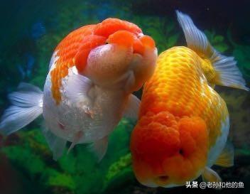 柳州观赏鱼论坛:养鱼先养水，怎么才能养好水呢？