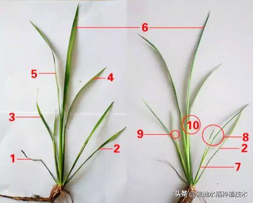 头条问答 - 水稻7个叶是什么意思?(4个回答)