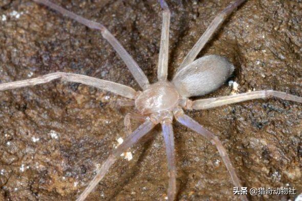 黑寡妇蜘蛛有几只眼睛:为什么蜘蛛有的有8只眼睛？