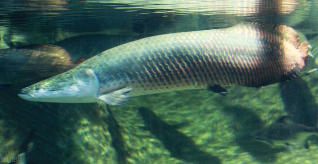 巨骨舌鱼是保护动物吗，亚马逊河上最恐怖的动物是什么，到底多恐怖？