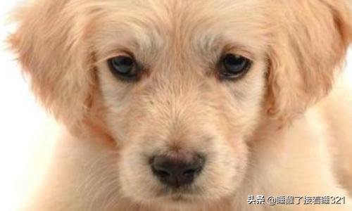 金毛犬的喂养:金毛犬饲养7大注意事项？