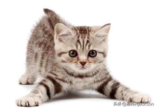 十二生肖为什么没有猫闽南故事:十二生肖为什么没有猫、象、狮？