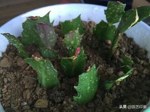 蟹爪兰图片:蟹爪兰嫁接后几天成活？我的有半个月了？不知死活？