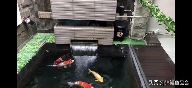 水族箱锦鲤鱼怎么养:请问鱼缸里的锦鲤怎样养才不容易死？