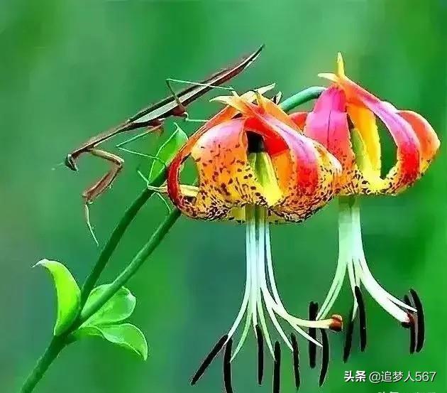 宋伊娜:如何评价《圣斗士星矢》中卡西欧士这个角色？