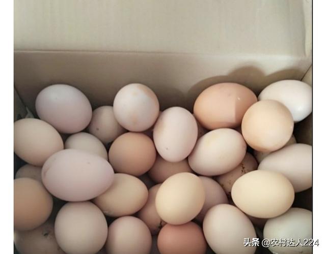 一只老母鸡最多能孵化多少个鸡蛋？为什么？
