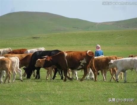 澳洲牧牛犬放牛视频:从前的放牛娃，现在还想的起来哪头牛最乖巧懂事吗？