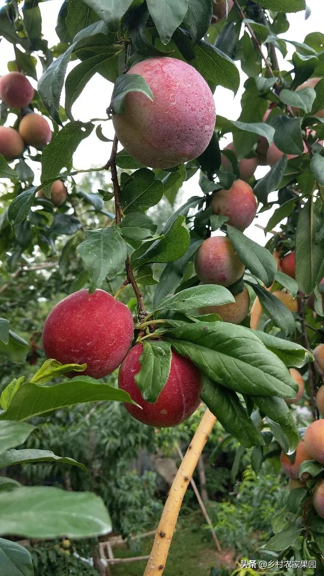 头条问答 - 红香妃李子是红肉杏李吗?比恐龙蛋好吗?(2个回答)