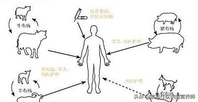 布鲁氏杆菌:喝羊奶粉可能会感染布鲁氏菌病吗？