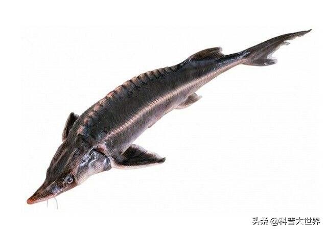 鲟鱼都有哪些品种，长江鲟与中华鲟是一种鱼吗