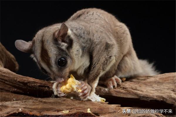 什么给蜜袋鼠洗澡:初养蜜袋鼯要注意哪些问题？ 蜜袋鼠怎么洗澡