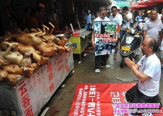 哦放上珠海宠物网度稳爱狗人士:一些爱狗人士是否很幼稚？