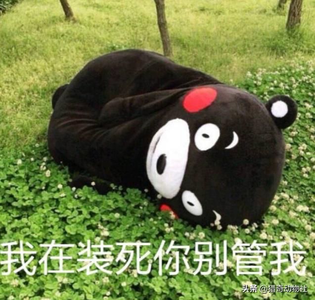动物死亡图片:怎么处置路边流浪动物的尸体？如何让它们灵魂得到安息？