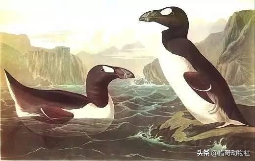 鸮鹦鹉介绍:有哪些动物植物是因为好吃而灭绝或者濒临灭绝的？