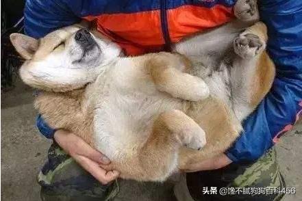 微笑天使狗狗图片柴犬:什么品种的狗狗，穷人养不起？