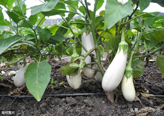 露地种植茄子出现果子变白是怎么回事？
