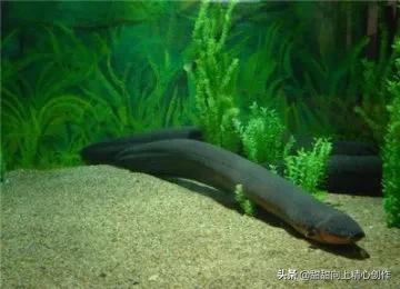 逆变器电鲶鱼:电鳗身上的电是从哪里发出来的，为什么有那么大的电压？