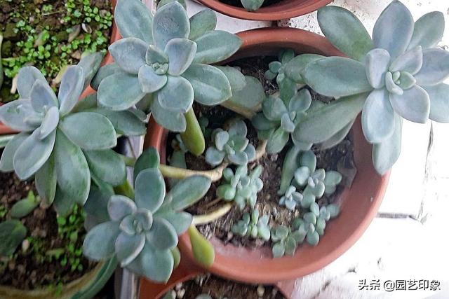狗茎蝴蝶结插:蝴蝶犬毛发打结、枯燥，怎么办？