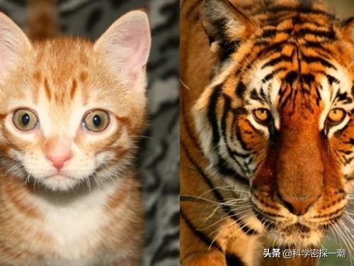 头条问答 猫和老虎到底有什么渊源 78个回答