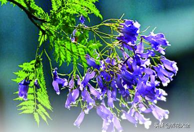 云南蓝花楹报价:蓝花楹为什么不叫蓝楹花？
