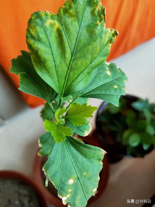 木槿叶子干枯是怎么回事？