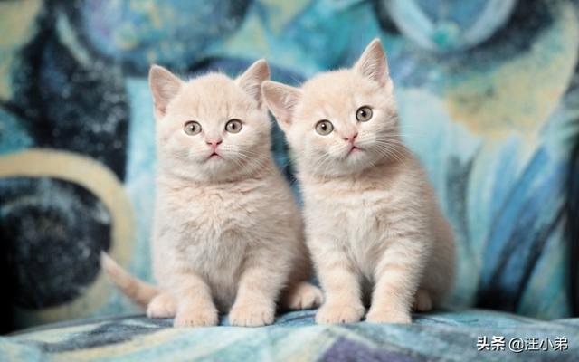 打小猫:打猫有用嘛？一岁的猫总是咬烂东西怎么办？