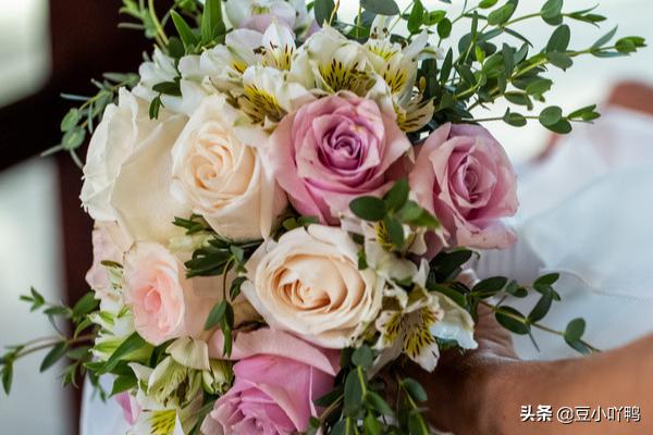 19支红玫瑰花语,19朵玫瑰花的花语是什么？