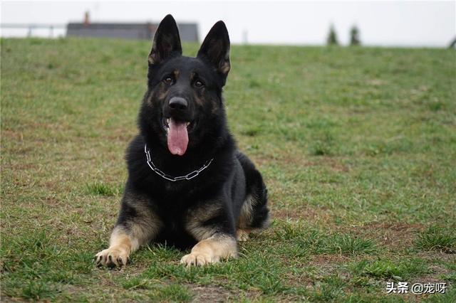 中国牧羊犬网:中国有哪些名犬，怎么样？