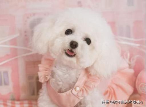 泰迪犬价格百度经验:泰迪犬的价格会受到什么因素的影响？
