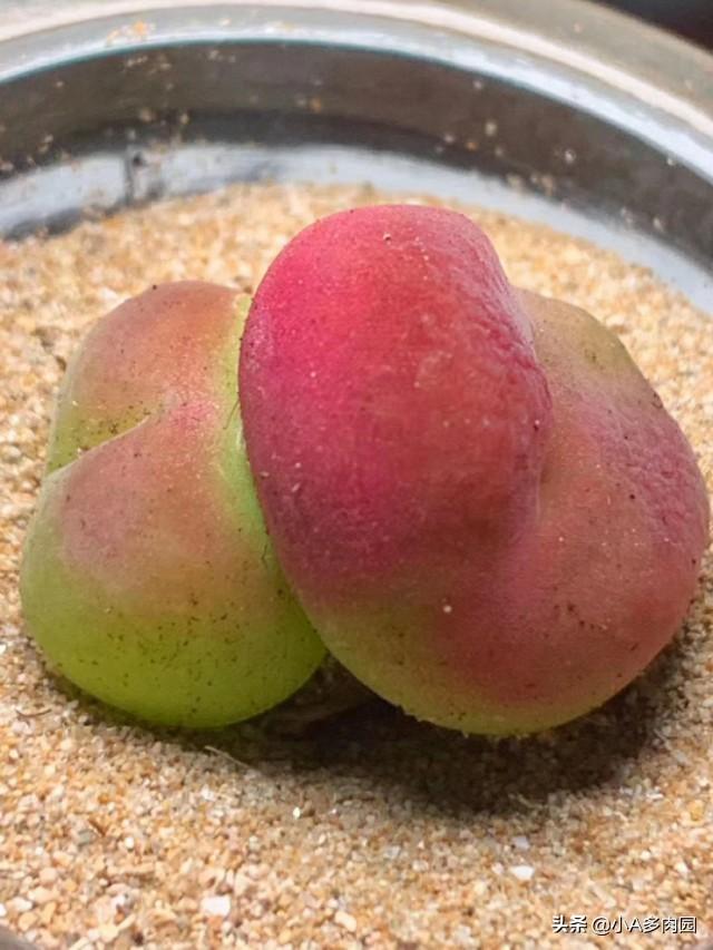 肉锥花属如何养护:如何辨别生石花和肉锥花？