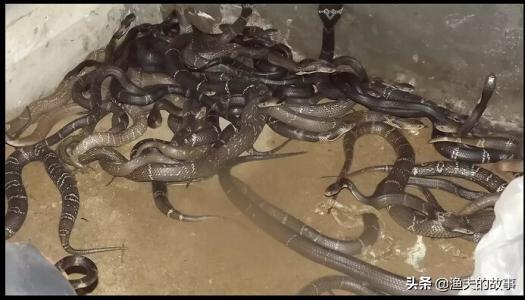 眼睛蛇的养殖:眼镜蛇的养殖方法 饲养眼镜王蛇的前景如何？饲养时应该注意什么？