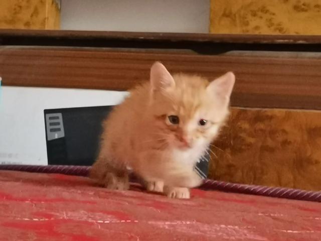 流浪猫:养流浪猫是种什么体验呢？ 流浪猫鲍勃