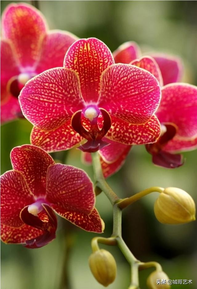 头条问答 蝴蝶兰花怎么养 泽哥妈妈vlog的回答 0赞