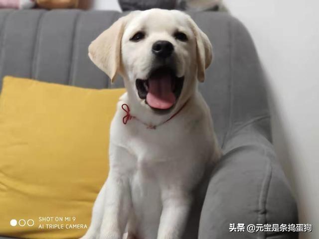 拉不拉多:拉布拉多犬好不好养，有什么缺点？