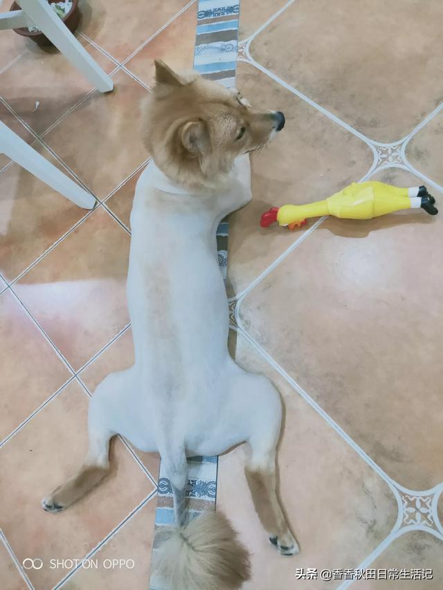 拉不拉多狗怎么训练:求助:拉布拉多幼犬怎么训练去卫生间大小便？