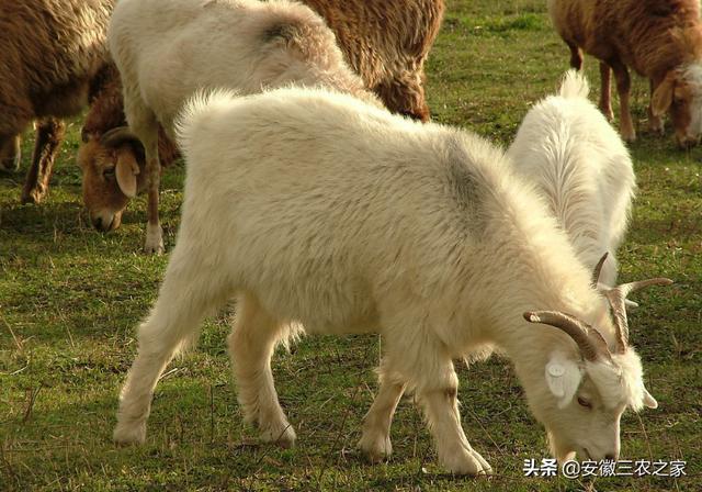 养殖什么好养又赚钱:农业养殖，养什么风险小又赚钱？