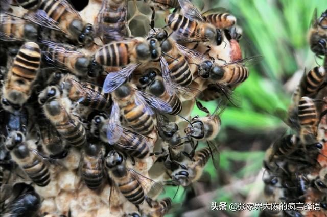 关于蜜蜂的知识有哪些:为什么蜜蜂开箱时候有时候很凶，有时候特别温顺安定？