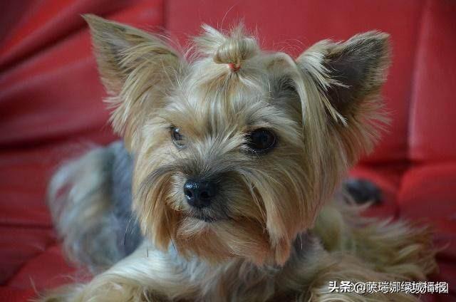 世界上最小的狗多少元:有没有比马尔济斯犬还贵的小型宠物犬？