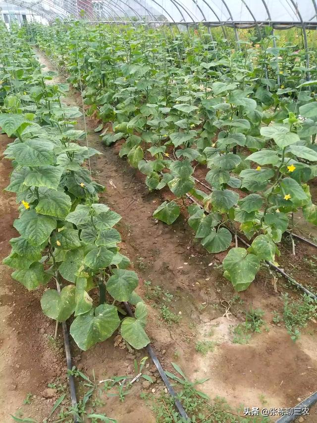 头条问答 种植蔬菜 用什么肥料做底肥好 37个回答