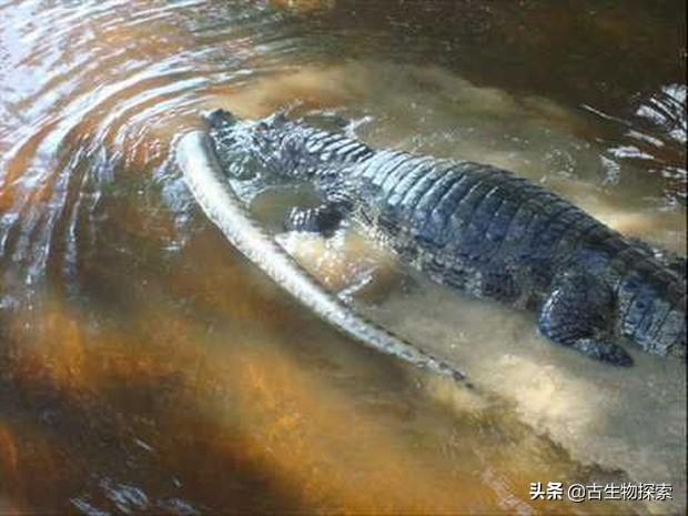 食蛇龟大战蛇视频:食蛇龟大战蛇 普鲁斯鳄大战泰坦巨蟒谁厉害？