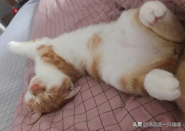 带宠物鸭扫大街萌翻网友:你们喜欢动物吗，都养过什么宠物？有什么体验？
