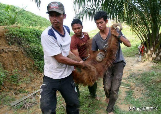 英国卢浮宫灵异事件:最近英国汉普顿宫闹鬼的视频是怎么回事？