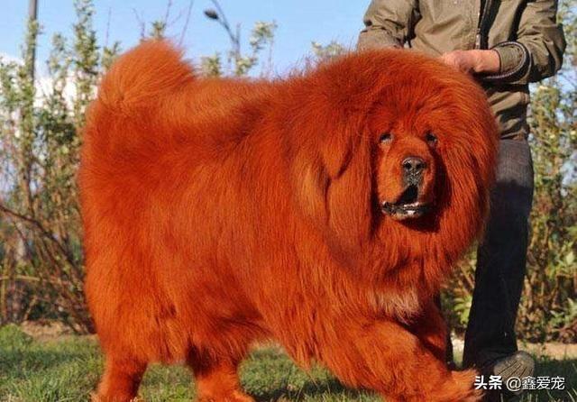 藏獒大帝的子孙们:你们知道什么是真正的藏獒吗？
