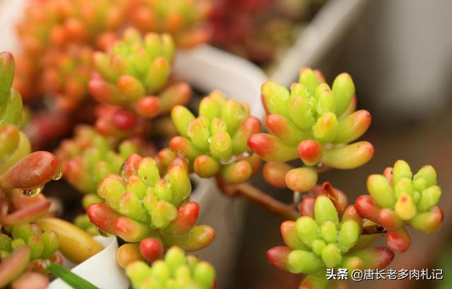 虹之玉 长高 怎么办:虹之玉零下2℃会死吗？为什么？