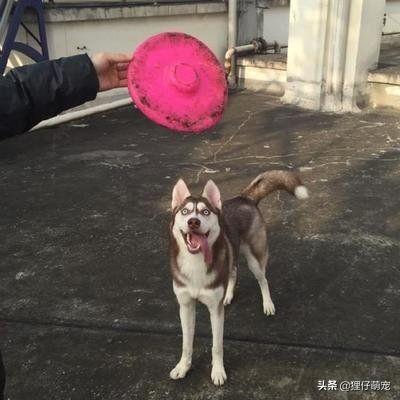 训练狗狗接飞盘的视频教程:如何训练狗狗学会腾空接物？