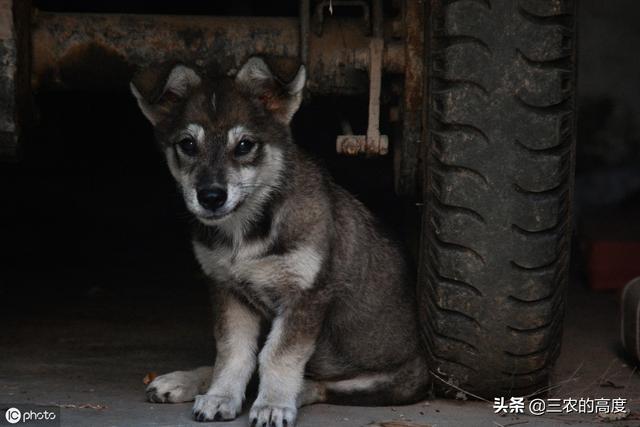 狗狗狂吠救老人性命:狗的报复心有多强，你见过有狗报复人类的吗？ 狗狗深夜狂吠救主人一命