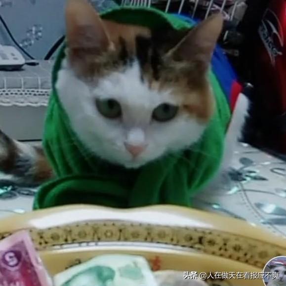 你什么时候被猫的智商震惊了？插图50