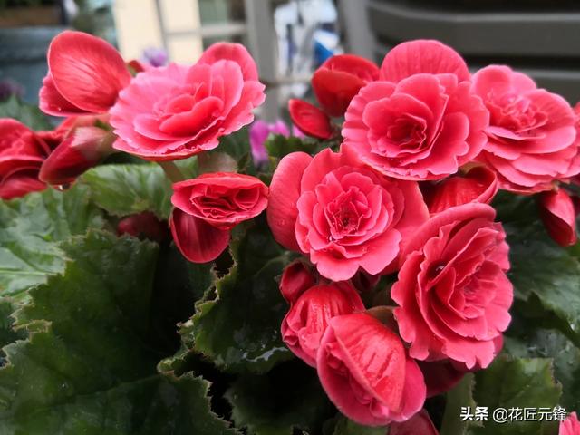 你家里喜欢养一些什么绿色植物能发一张图片分享一下吗