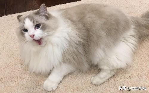 哪种猫容易有泪痕:七个月的猫有泪痕，该怎么办？