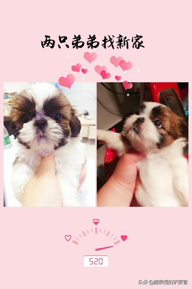 萌狗狗:养只西施犬怎么样？萌不萌？